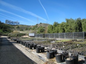 nursery nursery