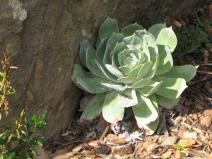 santa barbara bot garden