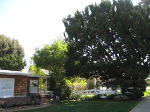 Trad fore pruning Trad fore pruning