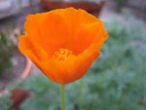 poppy poppy