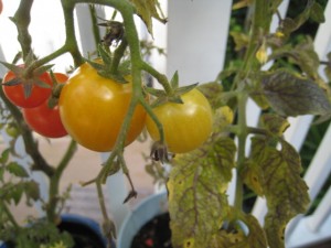 tomatplantor sjuka tomatplantor sjuka