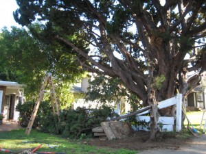trad pruned before chainsaw trad pruned before chainsaw