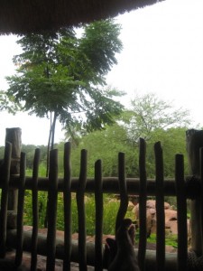 disney 1 disney 1