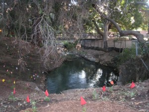 UCLA restoration, creek UCLA restoration, creek
