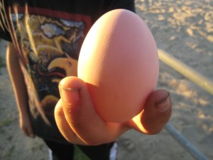 egg egg