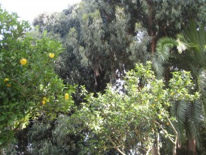 eucalyptusträd eucalyptusträd