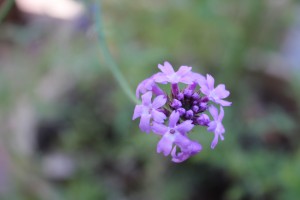 blomma lila
